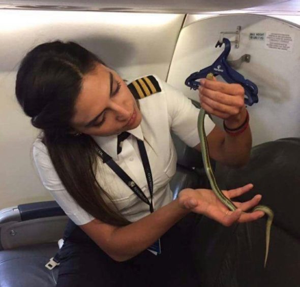 Serpiente en aviÃ³n de Aeromexico